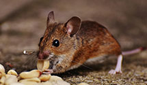 24 Hour & Emergency Exterminators in Hooksett, NH